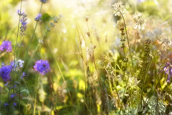Levandule. levandulové pole při západu slunce. měkké zaměření — Stock fotografie