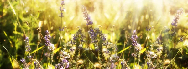 Lavender. Lavender field at Sunset. Soft Focus — Stock Photo, Image