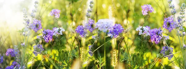 Lavanda. Campo di lavanda al tramonto. Focus morbido.Sfondo natura — Foto Stock