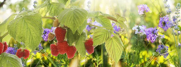 Raspberry.Garden frambuesas al atardecer. — Foto de Stock