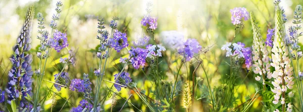 Lavender. Lavender field at Sunset. Soft Focus.Nature background — Stock Photo, Image