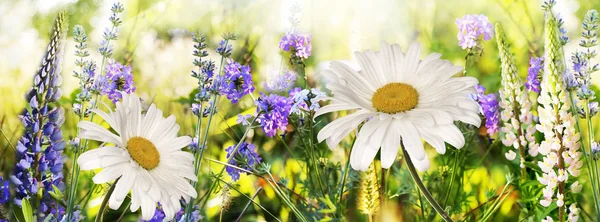 Lavendel en kamille. lavendel en kamille veld bij zonsondergang. Soft Focus Sea... — Stockfoto