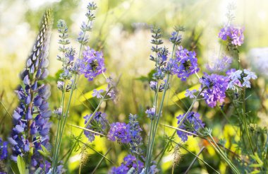 Lavanta. gün batımında lavanta alan. yumuşak focus.nature arka plan