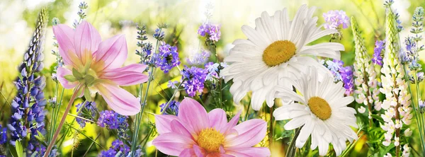 Wild flowers field at Sunset. Soft Focus — Stock Photo, Image