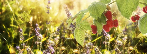 Raspberry.Garden raspberries at Sunset.Soft Focus — Stock Photo, Image