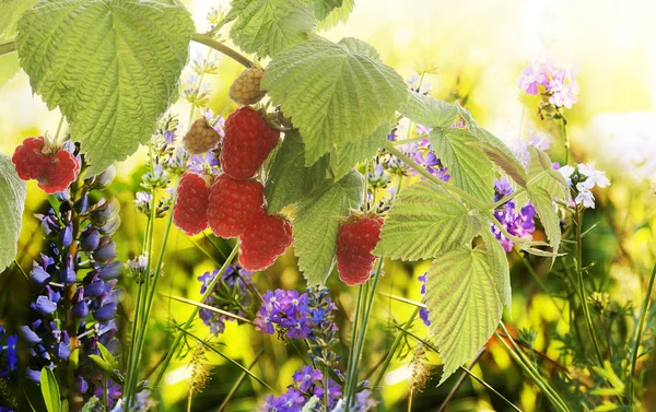 Raspberry.Garden raspberries at Sunset.Soft Focus — Stock Photo, Image