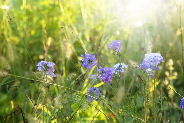 Lavendel. lavendel fält vid solnedgången. mjukt fokus — Stockfoto