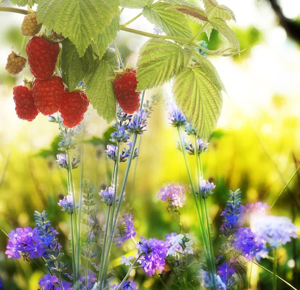 Raspberry.Garden raspberries.soft fokus — Stockfoto