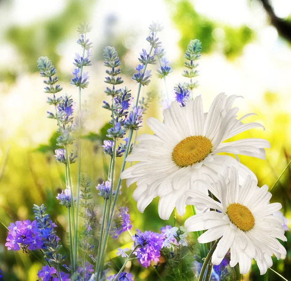 Flower field at Sunset. Soft Focus — Stock Photo, Image