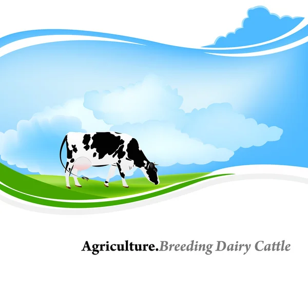 Разведение молочного скота — стоковое фото