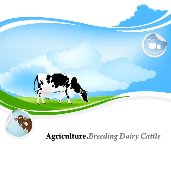 Agriculture.Breeding zuivel cattle.vector achtergrond — Stockvector