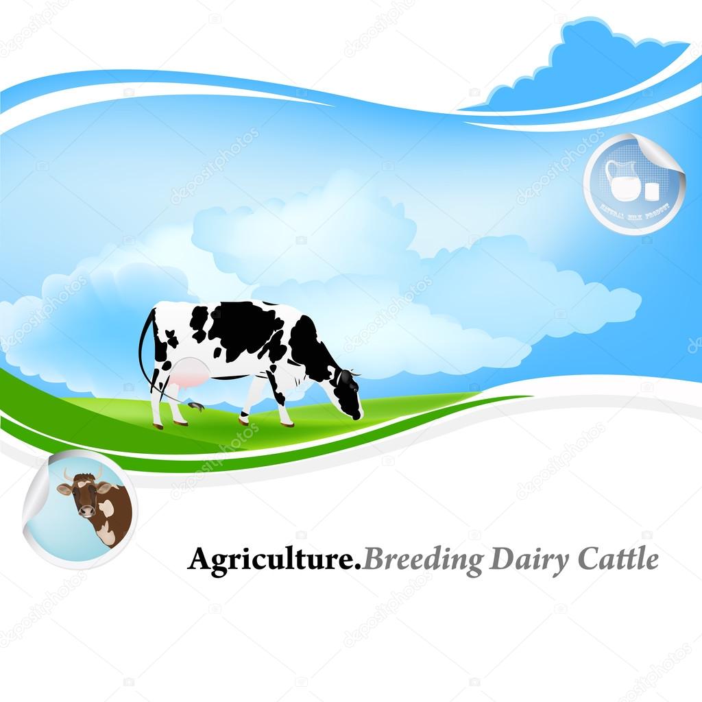 Agriculture.Breeding dairy Cattle.Vector background