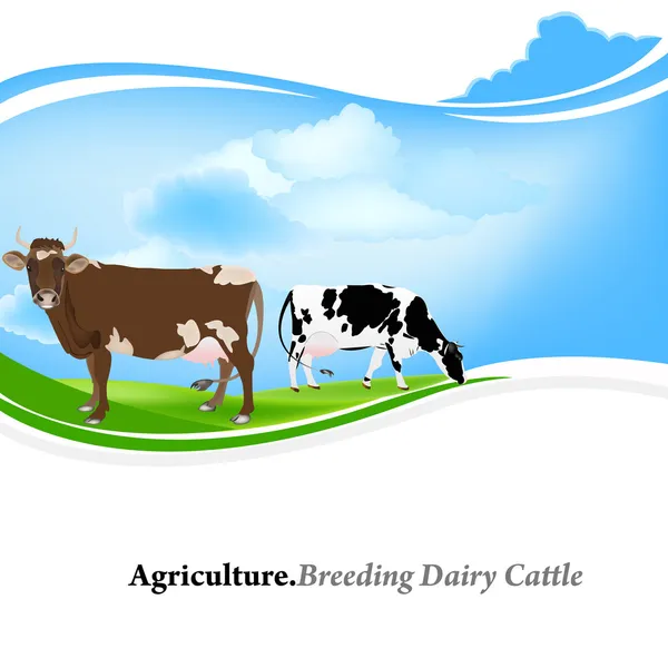 Farm animal, Agricultura.Criando leite Cattle.Vector fundo —  Vetores de Stock