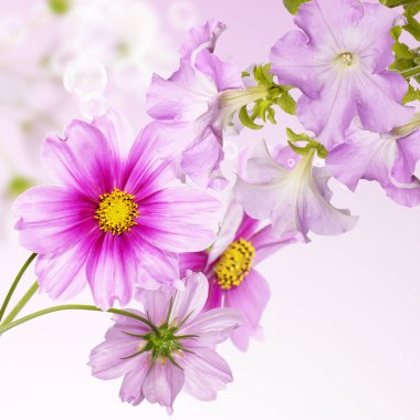 güzel çiçekleri Bahçe arka plan bahar