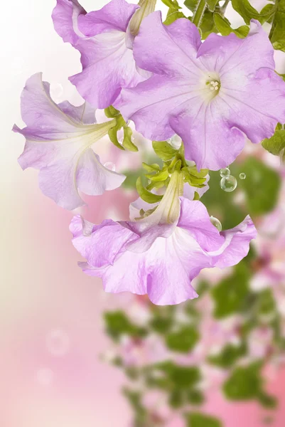 Beautiful flowers spring garden background — Stock Photo, Image