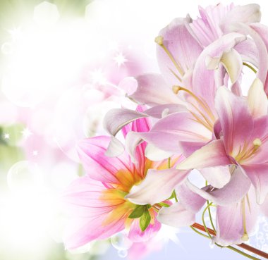 güzel orchid.exotic naturer arka plan çiçek