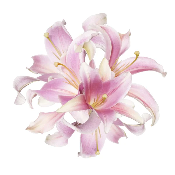 Piękny bukiet różowy lilia na białym tle — Zdjęcie stockowe