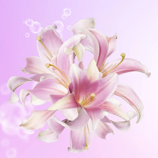 Vacker blomma card.pink lily — Stockfoto