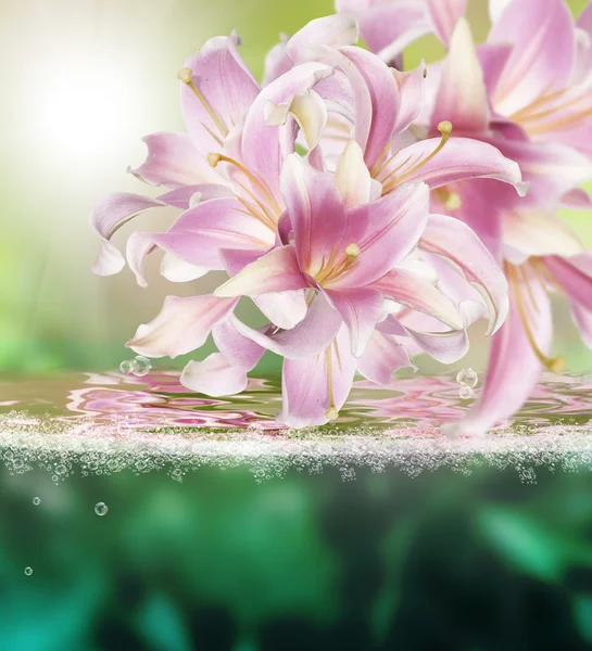 Fiore bella orchidea. Sfondo d'acqua esotico — Foto Stock