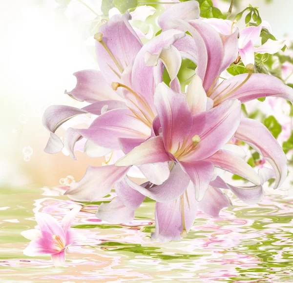 Flor bela orquídea.Fundo de água exótica — Fotografia de Stock