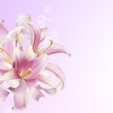 güzel çiçek card.pink zambak