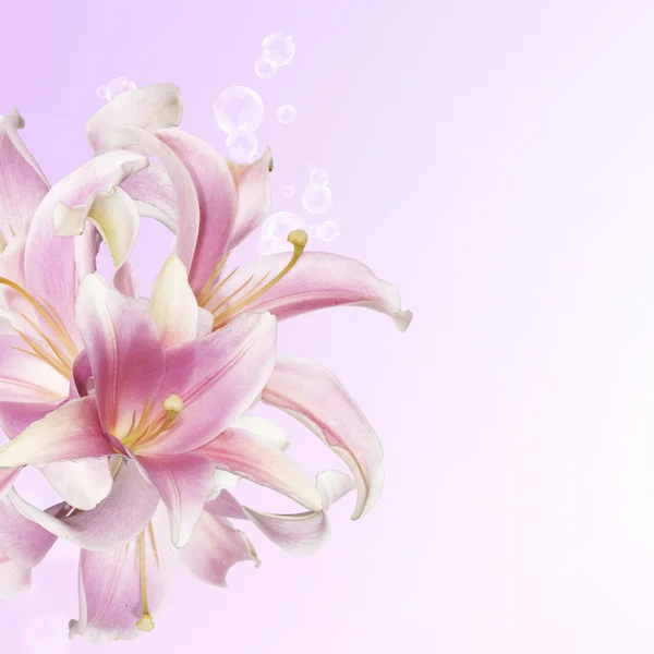 Vacker blomma card.pink lily — Stockfoto