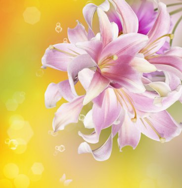 egzotik çiçek card.orchid