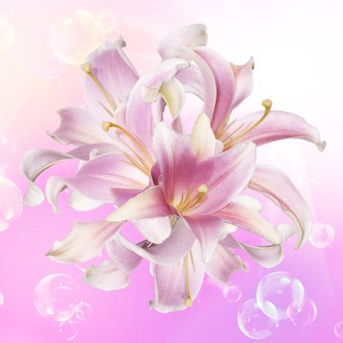 pembe lily.flower tatil kartı