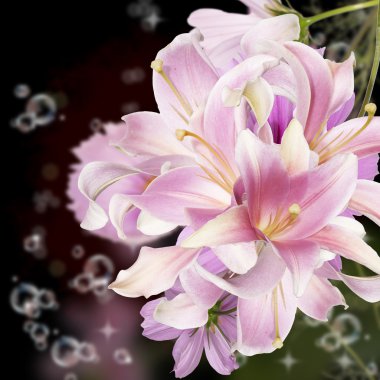 güzel çiçek egzotik lily.floral kartı