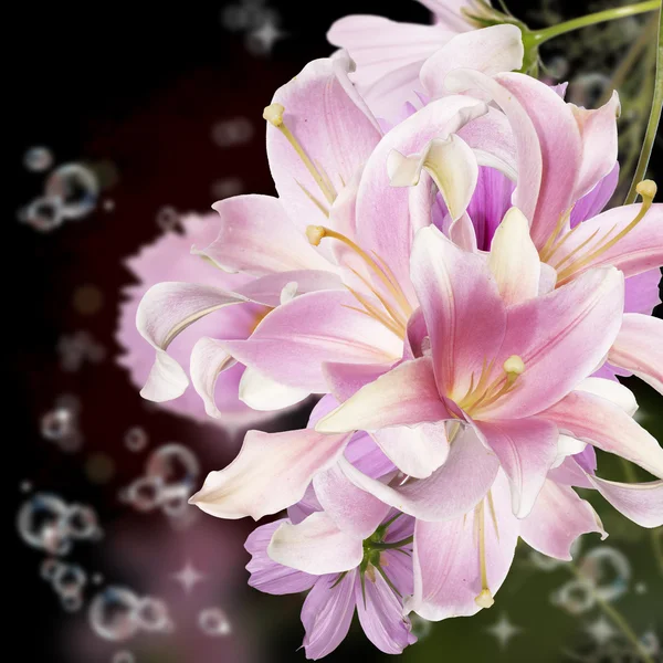 A bela flor lírio exótico.Cartão floral — Fotografia de Stock