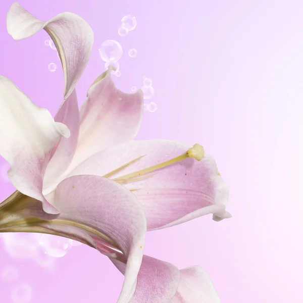 Beautiful flower card. Pink Lily — Stok fotoğraf