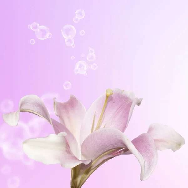 Beautiful flower card. Pink Lily — Stok fotoğraf