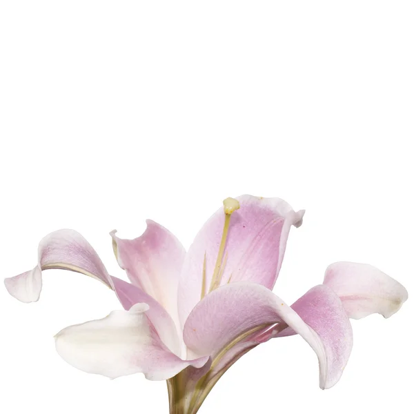 Beyaz zemin üzerinde güzel pembe lily — Stok fotoğraf
