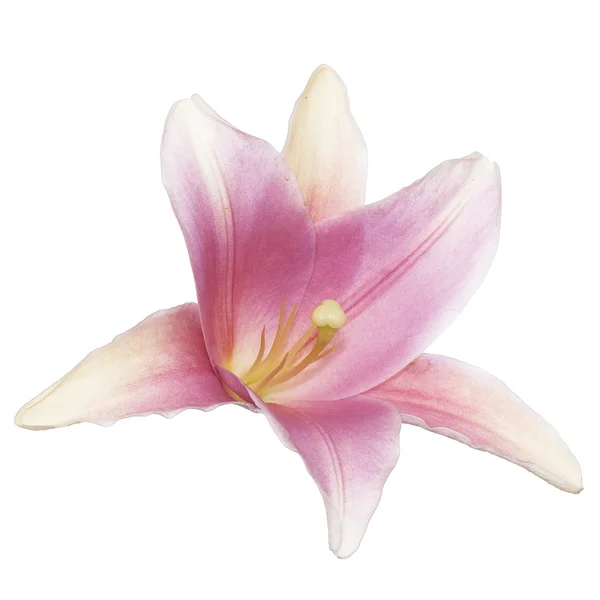 Vacker blomma kort. rosa lily — Stockfoto