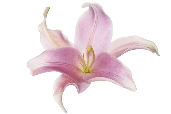 Beyaz üzerine pembe lily — Stok fotoğraf