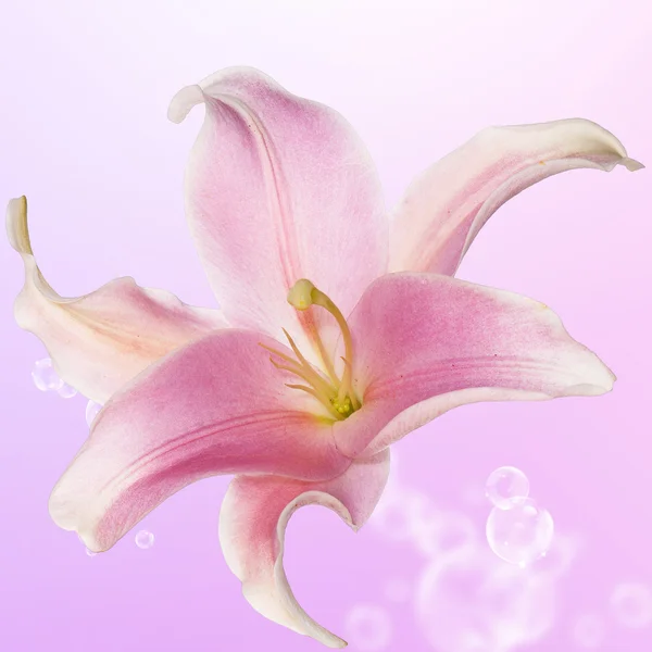 Hermoso brote rosa lirio exótico — Foto de Stock