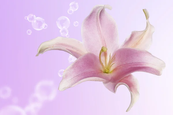 Aromatik güzel çiçek egzotik pembe lily.spa kavramı — Stok fotoğraf