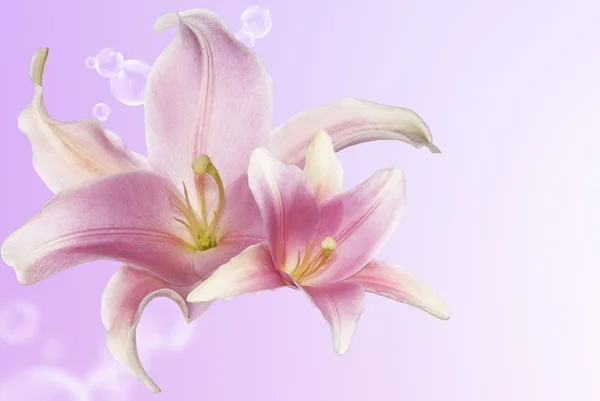 Aromatik güzel çiçek egzotik pembe lily.spa kavramı — Stok fotoğraf