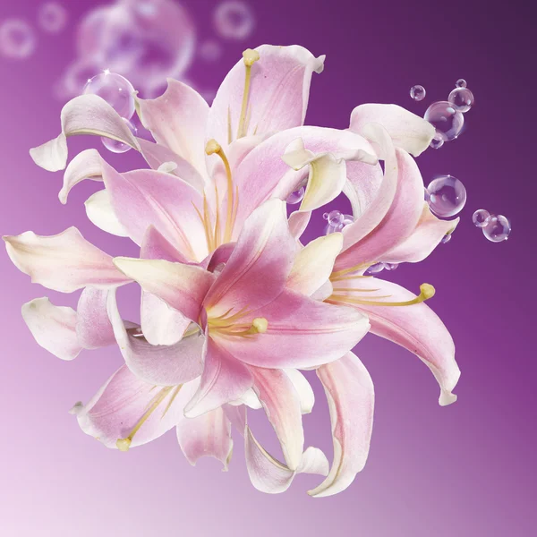 Bud aromatic beautiful flower exotic pink lily.Spa concept