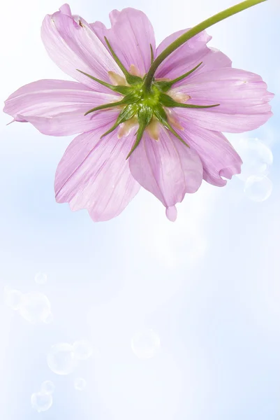 美丽的 flower.floral 卡 — 图库照片