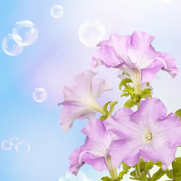 Blume schöne Karte — Stockfoto