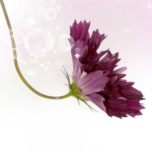 Kwiatowy piękne kartki — Zdjęcie stockowe