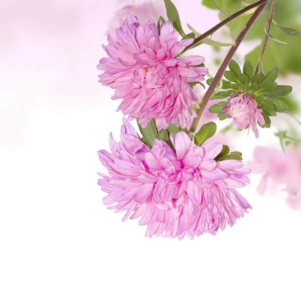 Floral hermosa tarjeta — Foto de Stock