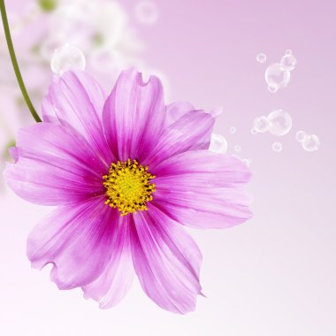 güzel çiçek kartı