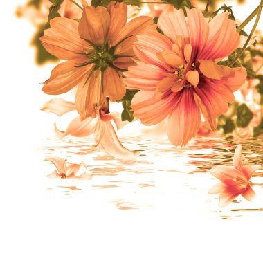 güzel çiçek card.water flora