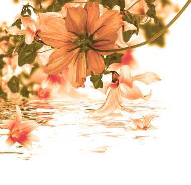 güzel çiçek card.water flora
