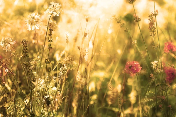 Wild flowers field at Sunset. Soft Focus — Stock Photo, Image