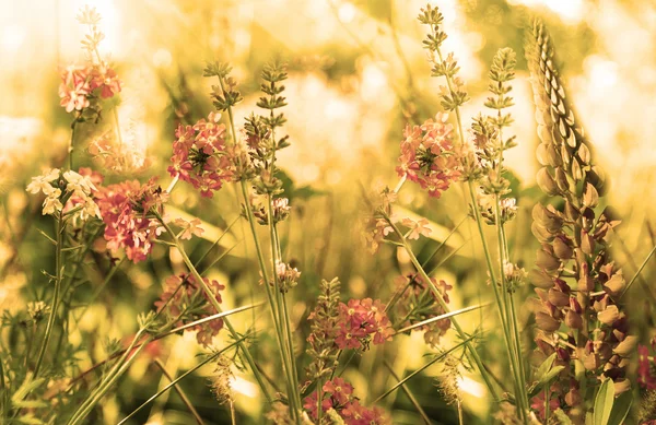 Wild flowers field at Sunset. Soft Focus — Stock Photo, Image