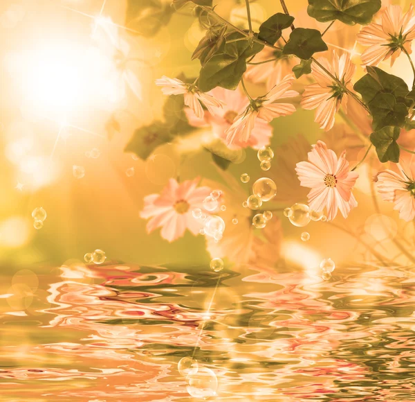 Exotic water flower.Blossom flora — Stock Photo, Image