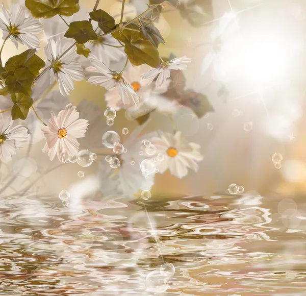 이국적인 물 flower.blossom 식물 — 스톡 사진